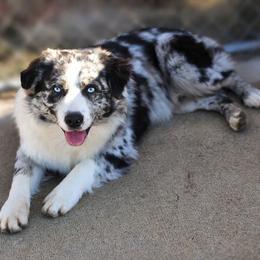 Blue - Australian Shepherd