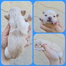Boy 2 - Cream male Chihuahua puppy in Vineland, New Jersey from Royal Companion's