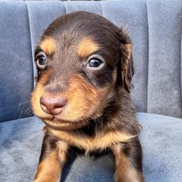 Hamilton - Chocolate and tan male Dachshund puppy in Knoxville, Tennessee from East TN Dachshunds