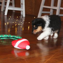 Collie Puppies from Americana Rough Collies
