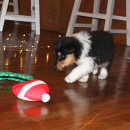 Collie Puppies from Americana Rough Collies