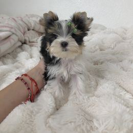 Parti boy - Parti male Yorkshire Terrier puppy in Moreno Valley, California from Tinypartiyorkies