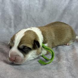 Brave - Red male Pembroke Welsh Corgi puppy in Victoria, Texas from Clear Creek Corgis