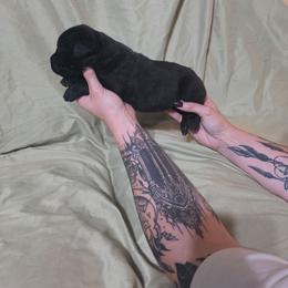 Male 4 - Black male Cane Corso puppy in Mason City, Illinois from Red Wood Cane Corso