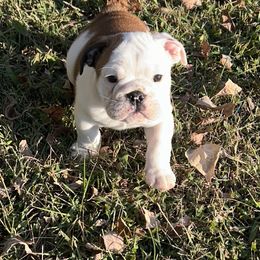 Bulldog Puppies from Moffitt Bulldogs