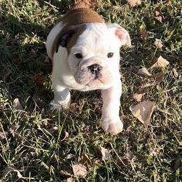 Bulldog Puppies from Moffitt Bulldogs
