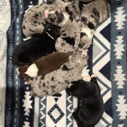 Australian Shepherd puppies from Lazy Dayz Ranch