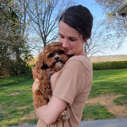 Cavapoos from Mandy Martin