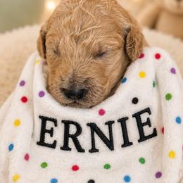 ERNIE - Apricot male Poodle puppy in Thornton, Colorado from Shandy Poodle