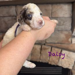 Daisy - Chocolate female Goldendoodle puppy in Sanderson, Florida from Serenity Goldendoodles