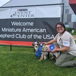 Miniature American Shepherds from Wx Kennels