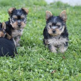 Yorkshire Terrier Puppies from Mr.Yorkie