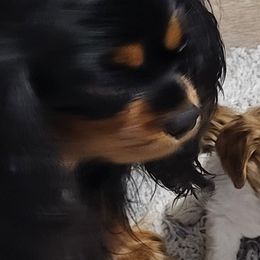 Cavalier King Charles Spaniels from Lynsfaire Cavaliers