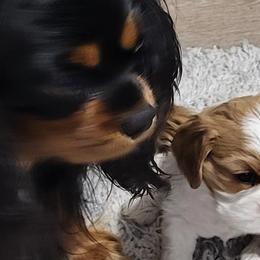 Cavalier King Charles Spaniels from Lynsfaire Cavaliers