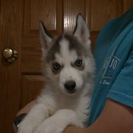 River - Black and white male Siberian Husky puppy in Brunswick, Ohio from Blue Star Siberians