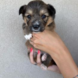 Jettson - Sable male Pembroke Welsh Corgi puppy in Benjamin, Utah from Nuna’s  Corgis
