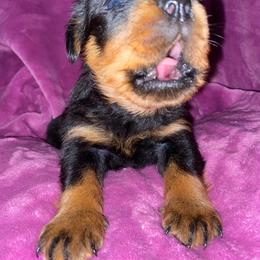 Rottweiler Puppies from Vom Jager Haus Rottweilers