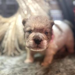 Bianca - Fawn sable female Chinese Shar-Pei puppy in Lehigh Acres, Florida from Florida Wrinkles