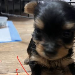 Yorkshire Terriers from Jessica's Yorkies