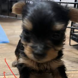 Yorkshire Terriers from Jessica's Yorkies