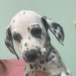 Butterfinger - White and black female Dalmatian puppy in Austin, Texas from Dazzling Dalz