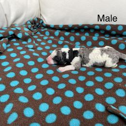 Double Doodle Puppies from Kirkham Doods