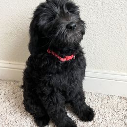 Labradoodle Puppies from Sweet Tea Labradoodles