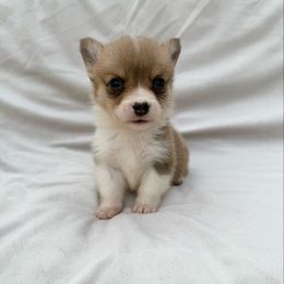 Tiny Tim - Male 1500 - Sable male Pembroke Welsh Corgi puppy in Okeechobee, Florida from Cowtown Corgis & Border Collies