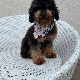 Rocky - Black male Goldendoodle puppy in Davie, Florida from Daviegoldendoodles