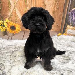Beckett - Black male Schnoodle puppy in Macks Creek, Missouri from Fluffy Buttz