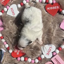 Kris Kristofferson - Black and tan parti male Pomeranian puppy in Sandia, Texas from Broken Arrow Poms