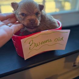 Kuzco - Chocolate sable male Pomeranian puppy in Chattanooga, Tennessee from Valley Poms