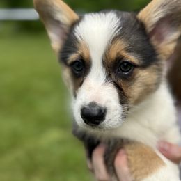 Green - Sable male Pembroke Welsh Corgi puppy in Sturgis, Michigan from Eberle's Pembroke Welsh Corgis