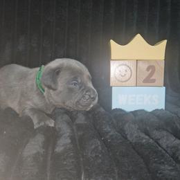 Green collar - Gray male Cane Corso puppy in Fritch, Texas from Carrie Brown's Cane Corsos