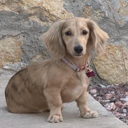Peach - Dachshund