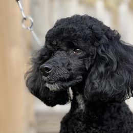 Raven - Poodle