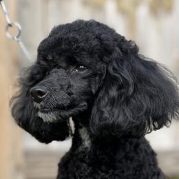 Raven - Poodle