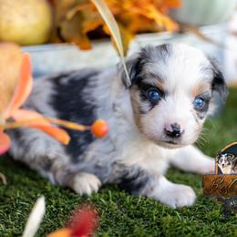 Wilder - Blue merle male Miniature Australian Shepherd puppy in Granbury, Texas from Best Little Aussies