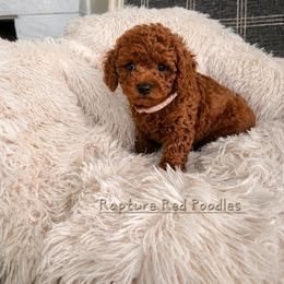 Biscuit - Red  female Poodle puppy in Midway City, California from Rapture Red Poodles