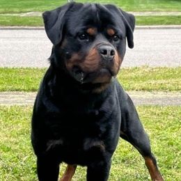 Negan - Rottweiler