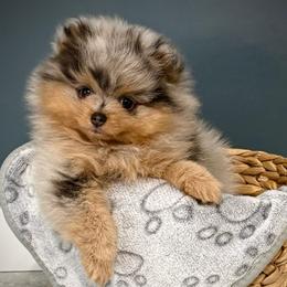 Bubbles - Blue merle female Pomeranian puppy in Foley, Alabama from Southern Gem's Pomeranian
