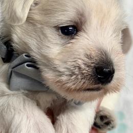 White Boy - White male Miniature Schnauzer puppy in Boaz, Alabama from Sweet Home Schnauzers