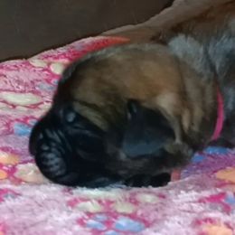 Sunny - Apricot female Mastiff puppy in Pleasanton, Texas from RKS Mastiff