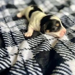 Colby - Black and cream male Dachshund puppy in Lincoln, California from ForeversEdge Doxies