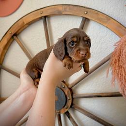 Dachshund Puppies from GE Miniature Dachshunds