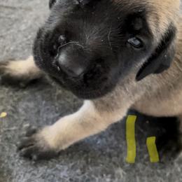 Mastiff Puppies from Treasure Coast Mastiffs