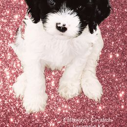 Cavapoo Puppies from Callaway's Cavaliers