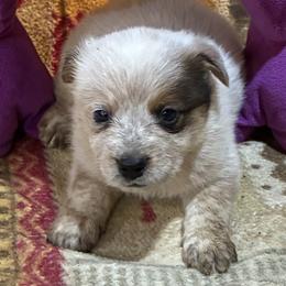 L66-05 - Red speckled male Australian Cattle Dog puppy in Sheridan, Oregon from 6pk Cattledogs