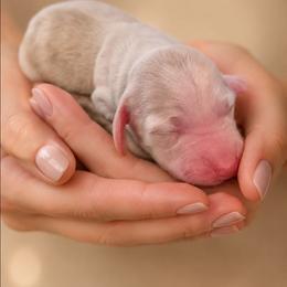 AKC Longhaired Cream Piebald Chloe - Cream female Dachshund puppy in Los Angeles, California from Sterling Dachshunds