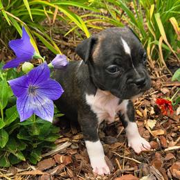 Anthony - Brown brindle male American Staffordshire Terrier puppy in Clintwood, Virginia from SkyBlue Kennel
